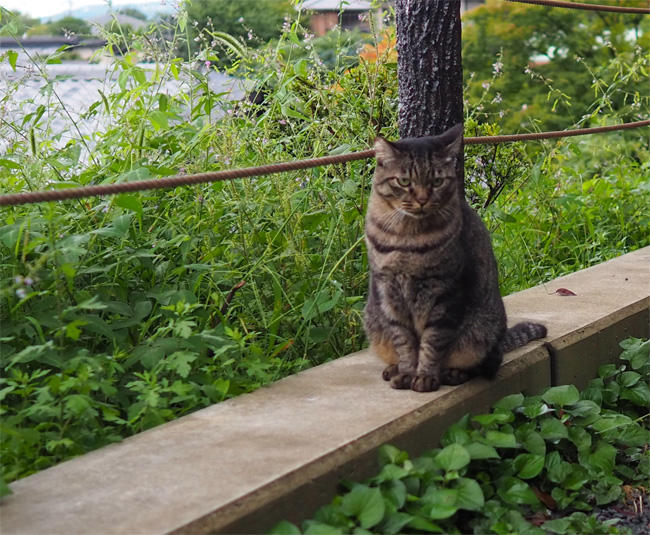 京都猫さん5455.jpg