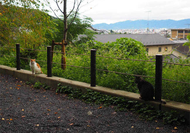 京都猫さん5459.jpg