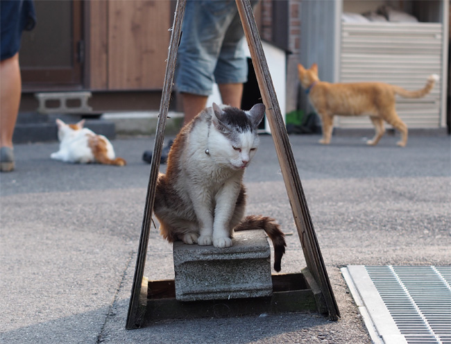 猫寺546.jpg