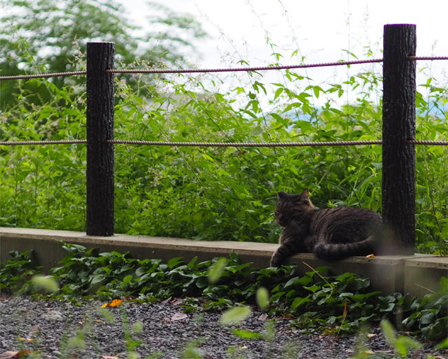 京都猫さん5463.jpg
