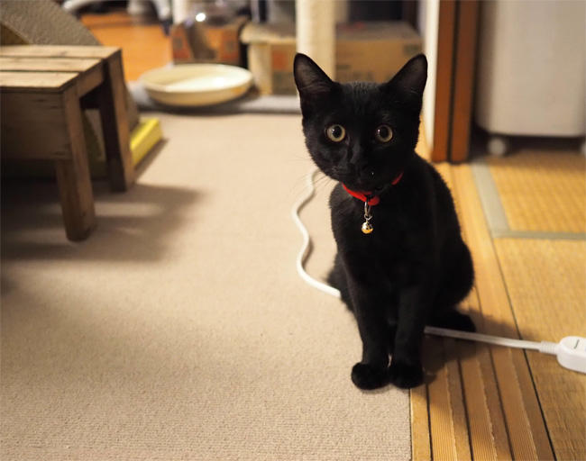 黒猫さん5493.jpg