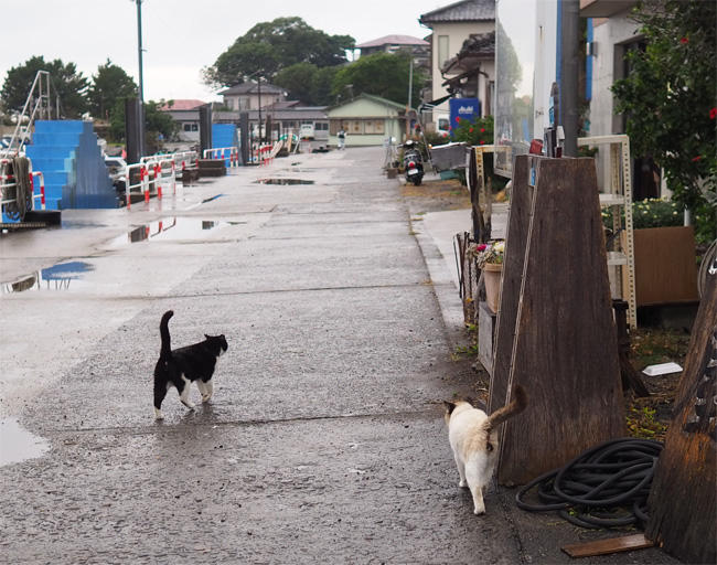 湯島猫さん5514.jpg