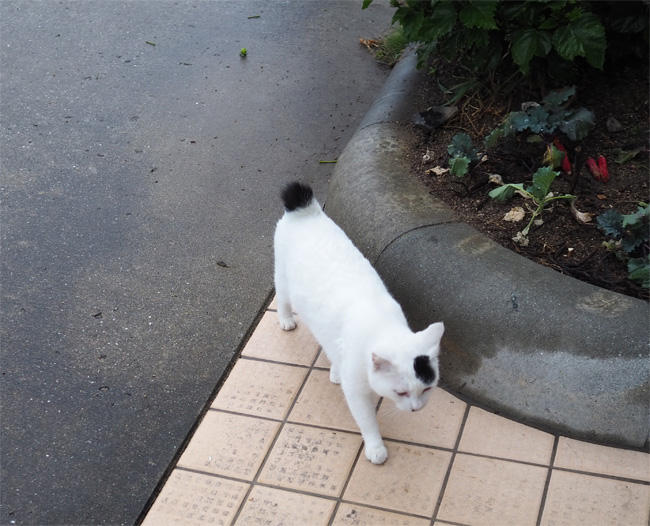 湯島猫さん5517.jpg