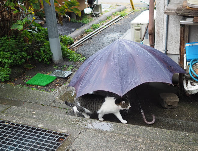 湯島猫さん5525.jpg