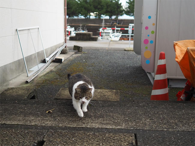 熊本猫さん5558.jpg