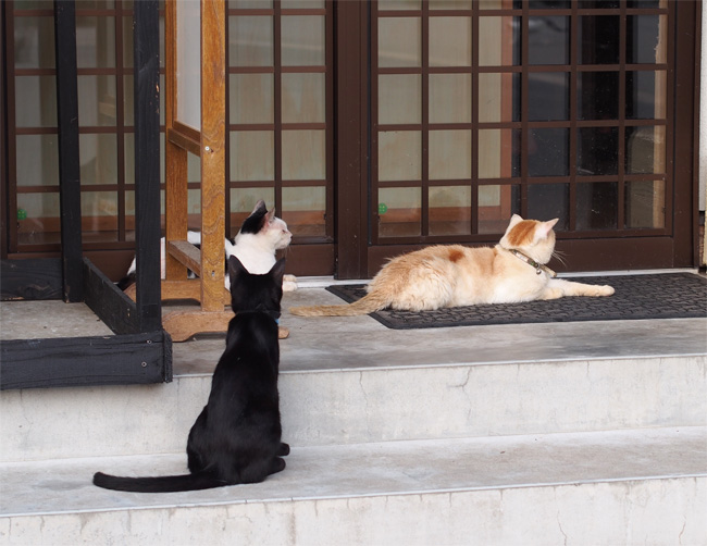 猫寺557.jpg