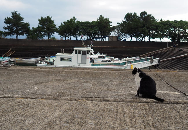 湯島猫さん5570.jpg