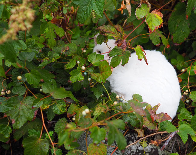 湯島猫さん5571.jpg