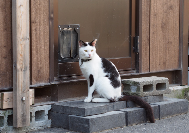 猫寺559.jpg