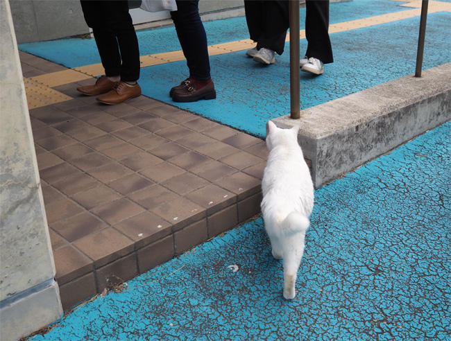 フェリー乗り場猫さん5614.jpg