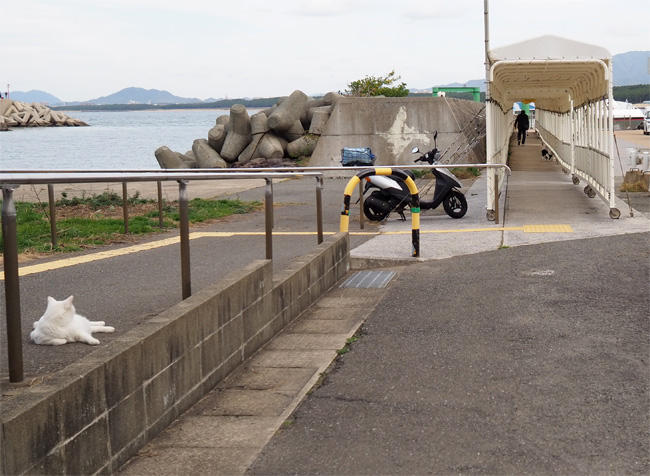 フェリー乗り場猫さん5622.jpg