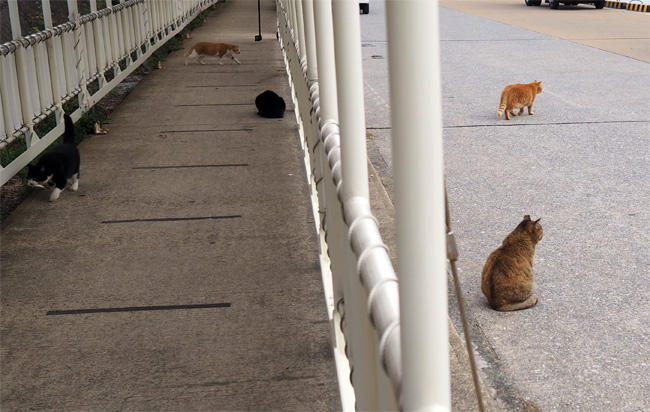 フェリー乗り場猫さん5623.jpg