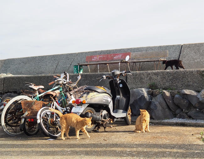 猫島の猫さん5634.jpg