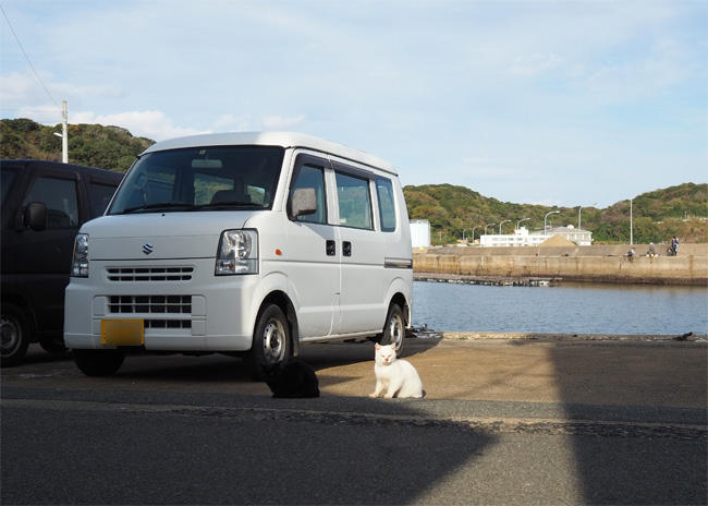 猫島の猫さん5636.jpg