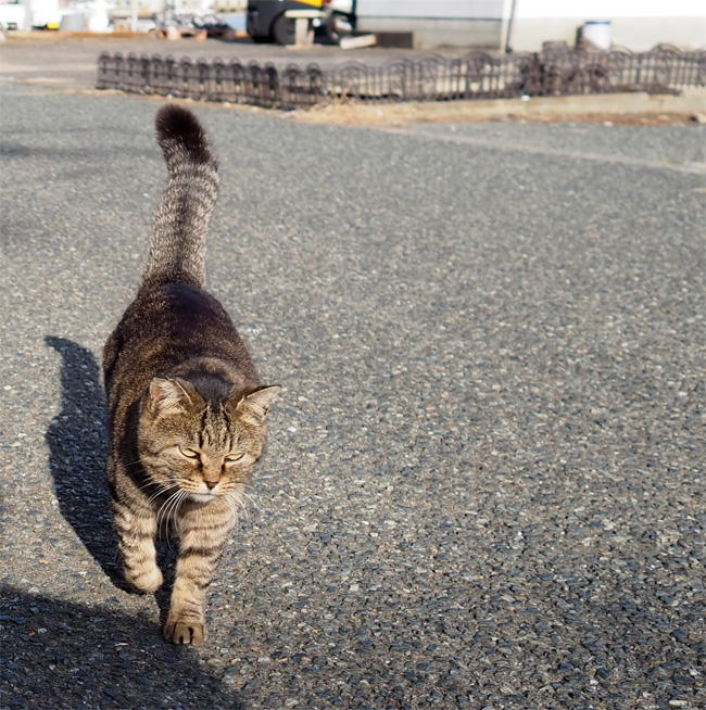 猫島の猫さん5637.jpg