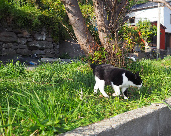 猫島の猫さん5639.jpg