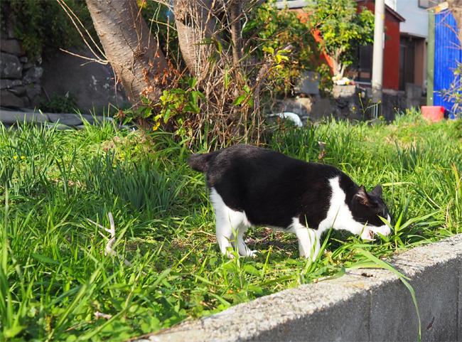 猫島の猫さん5640.jpg