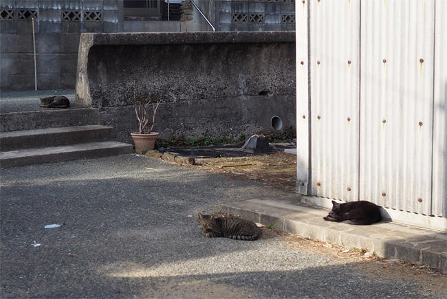 島猫さん5647.jpg