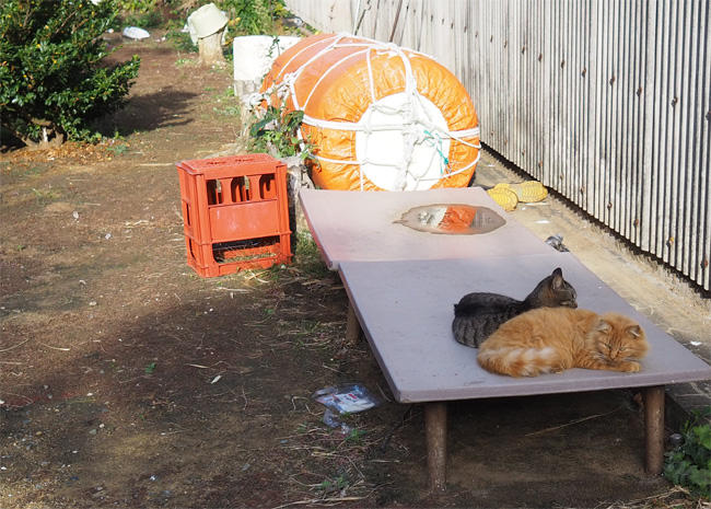島猫さん5649.jpg