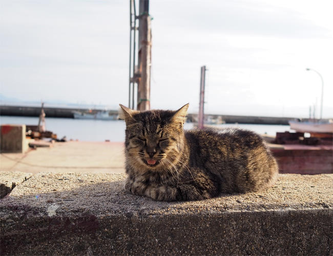 猫島5655.jpg