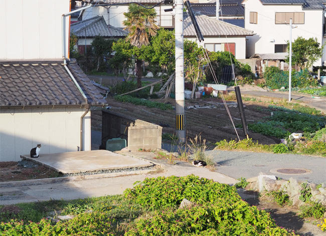 猫島5663.jpg