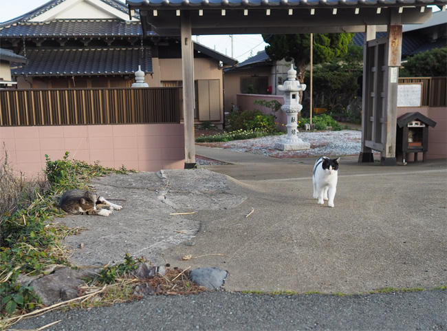 猫島の白黒さん5664.jpg
