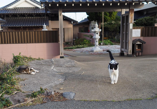 猫島の白黒さん5665.jpg