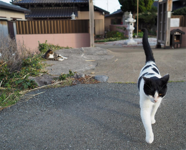 猫島の白黒さん5666.jpg
