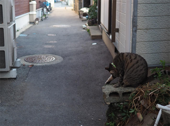 島猫さん5669.jpg