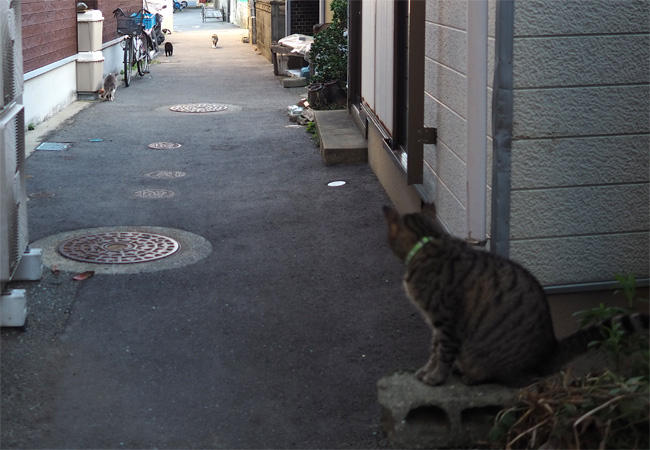 島猫さん5671.jpg
