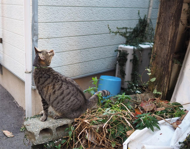 島猫さん5673.jpg