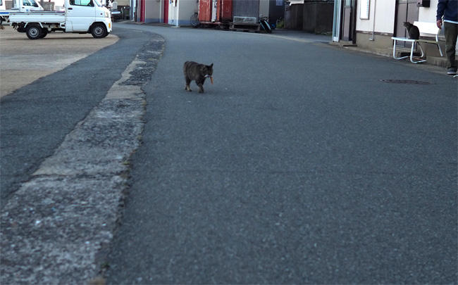 お魚咥えた島猫さん5674.jpg