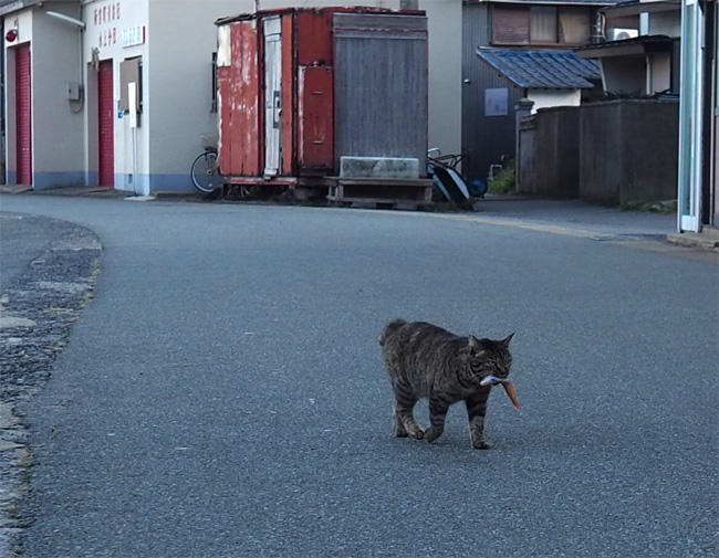 お魚咥えた島猫さん5675.jpg