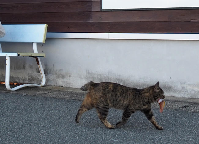 お魚咥えた島猫さん5677.jpg