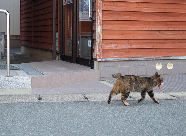 お魚咥えた島猫さん5678.jpg