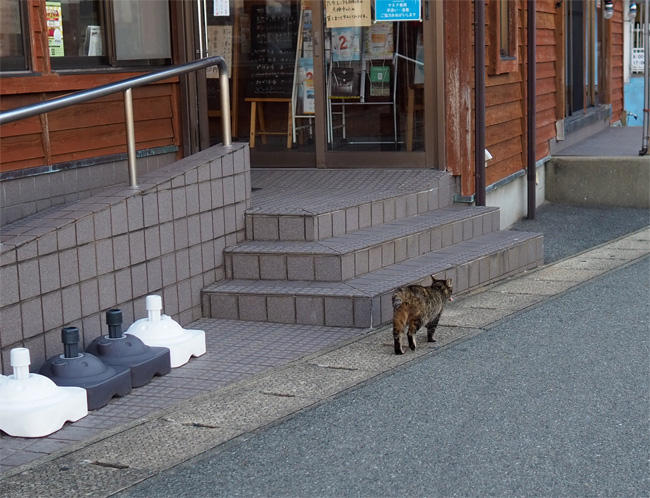 お魚咥えた島猫さん5679.jpg