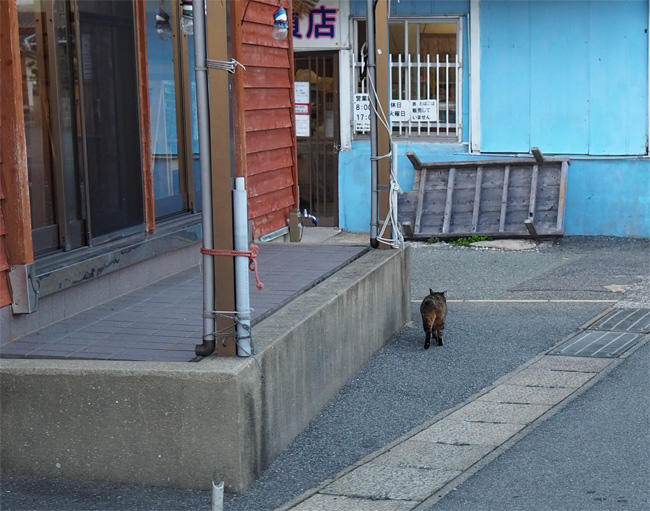 お魚咥えた島猫さん5680.jpg