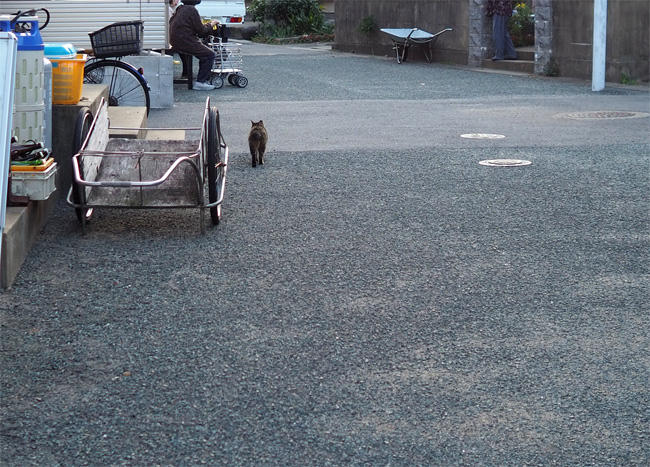 お魚咥えた島猫さん5681.jpg