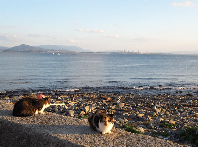 猫島の猫さん5687.jpg