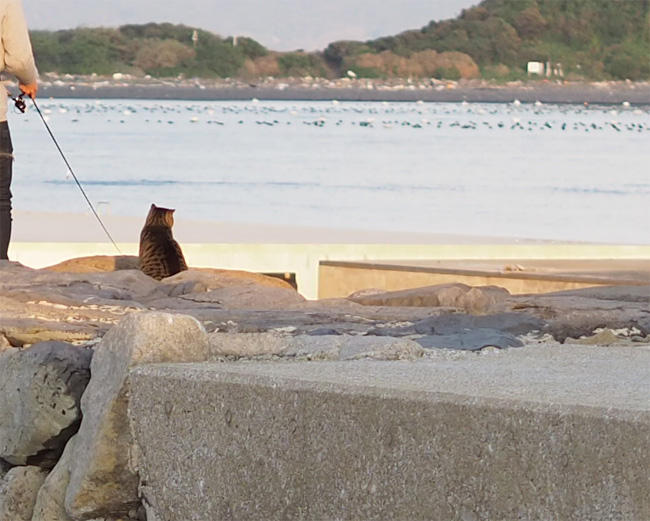猫島の猫さん5688.jpg