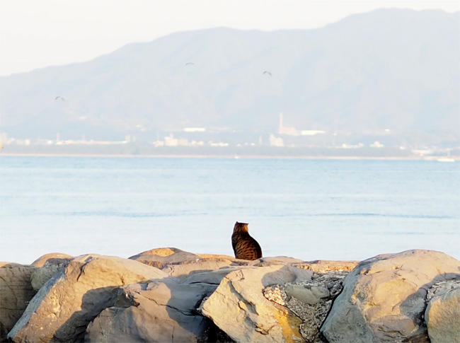 猫島の猫さん5689.jpg