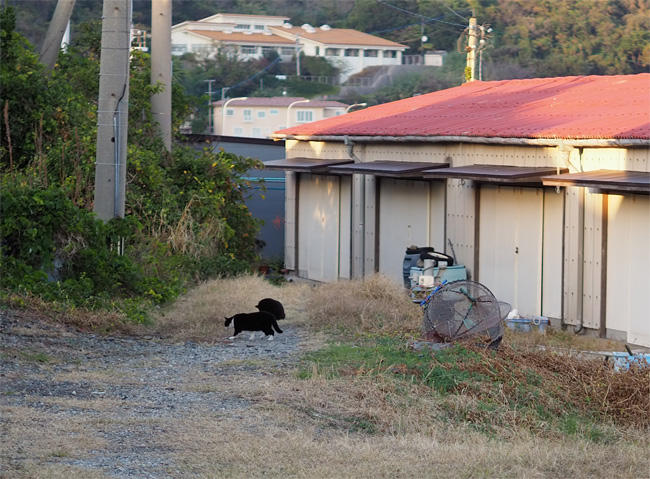 島猫さん5690.jpg