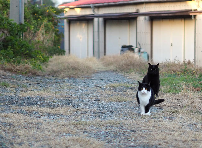 島猫さん5691.jpg
