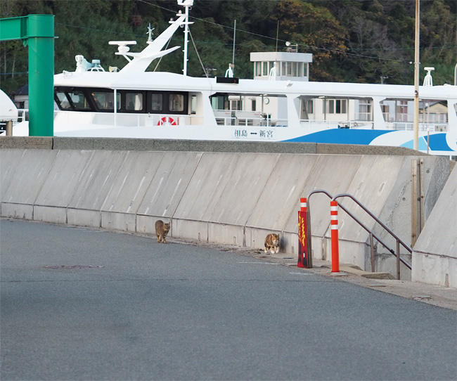 島猫さん5696.jpg