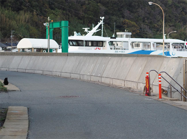 島猫さん5697.jpg