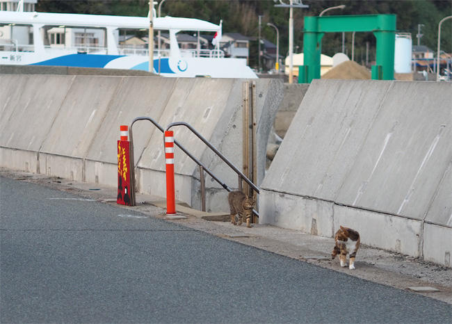 島猫さん5698.jpg