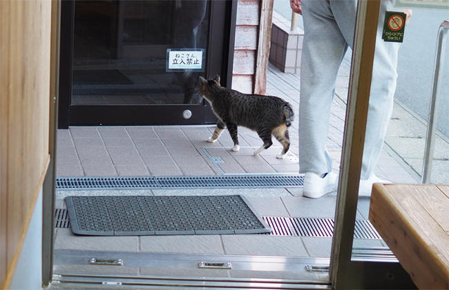 ねこさん立入禁止5702.jpg