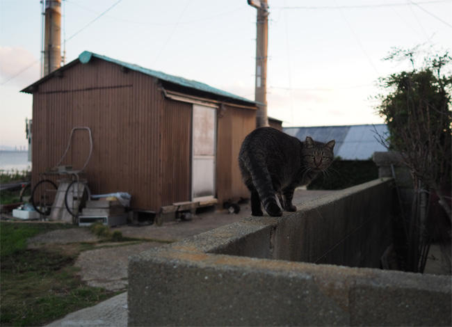 島猫さん5708.jpg