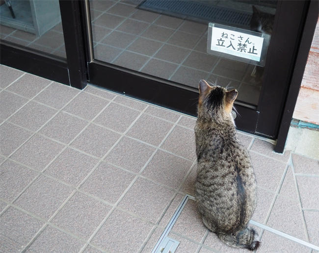 ねこさん立入禁止5709.jpg