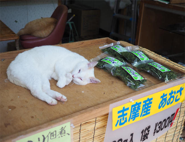 店番猫さん5788.jpg